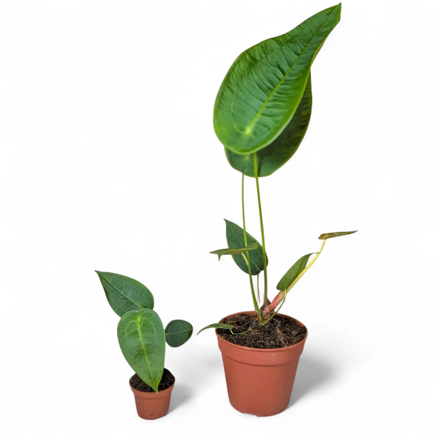 Anthurium peltigerum – Topfpflanze im Kulturtopf vor weißem Hintergrund, Produktfoto 3.