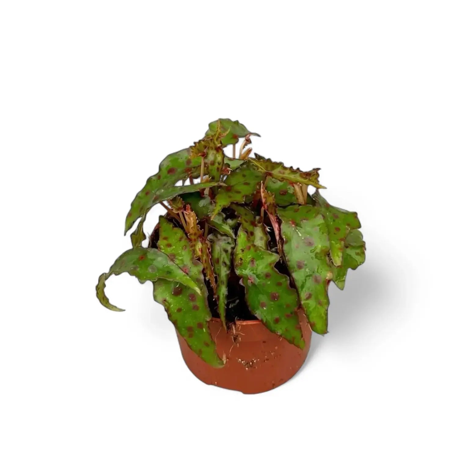 Begonia amphioxus – Zimmerpflanze im Kulturtopf auf weißem Hintergrund, Produktfoto 5.