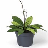 Hoya crassipetiolata – Topfpflanze im Kulturtopf vor weißem Hintergrund, Produktfoto 4.