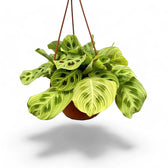 Maranta leuconeura 'Light Veins' ('Fantasy') potted houseplant in nursery pot on white background, product photo 4.