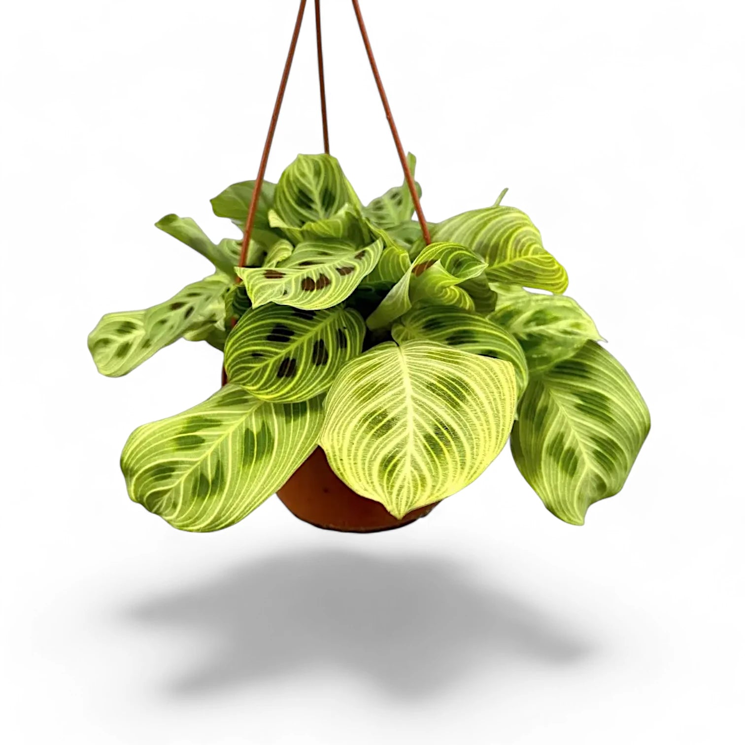 Maranta leuconeura 'Light Veins' ('Fantasy') potted houseplant in nursery pot on white background, product photo 4.