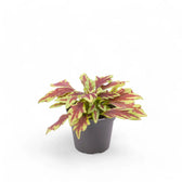 Coleus scutellarioides 'Le Freak' – Topfpflanze im Kulturtopf vor weißem Hintergrund, Produktfoto 2.