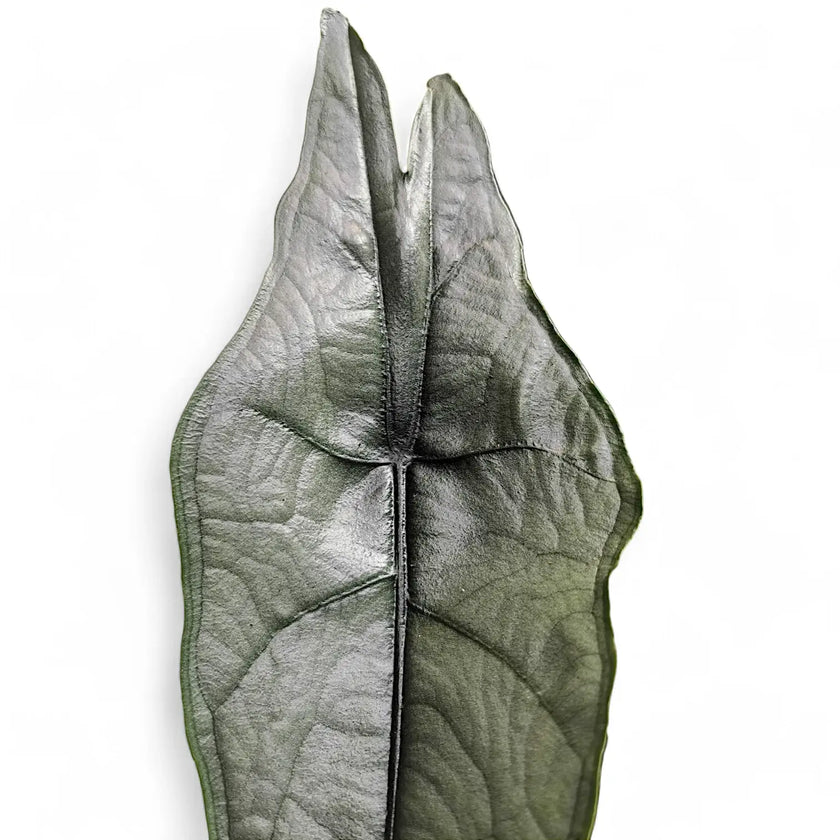 Alocasia heterophylla 'Dragon's Breath' leaf close-up on white background.