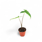 Alocasia zebrina 'Reticulata' potted houseplant in nursery pot on white background, product photo 3.