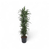 Dracaena fragrans 'Ulises' – Topfpflanze im Kulturtopf vor weißem Hintergrund, Produktfoto 8.