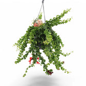 Aeschynanthus 'Rasta' – Zimmerpflanze im Kulturtopf auf weißem Hintergrund, Produktfoto 4.