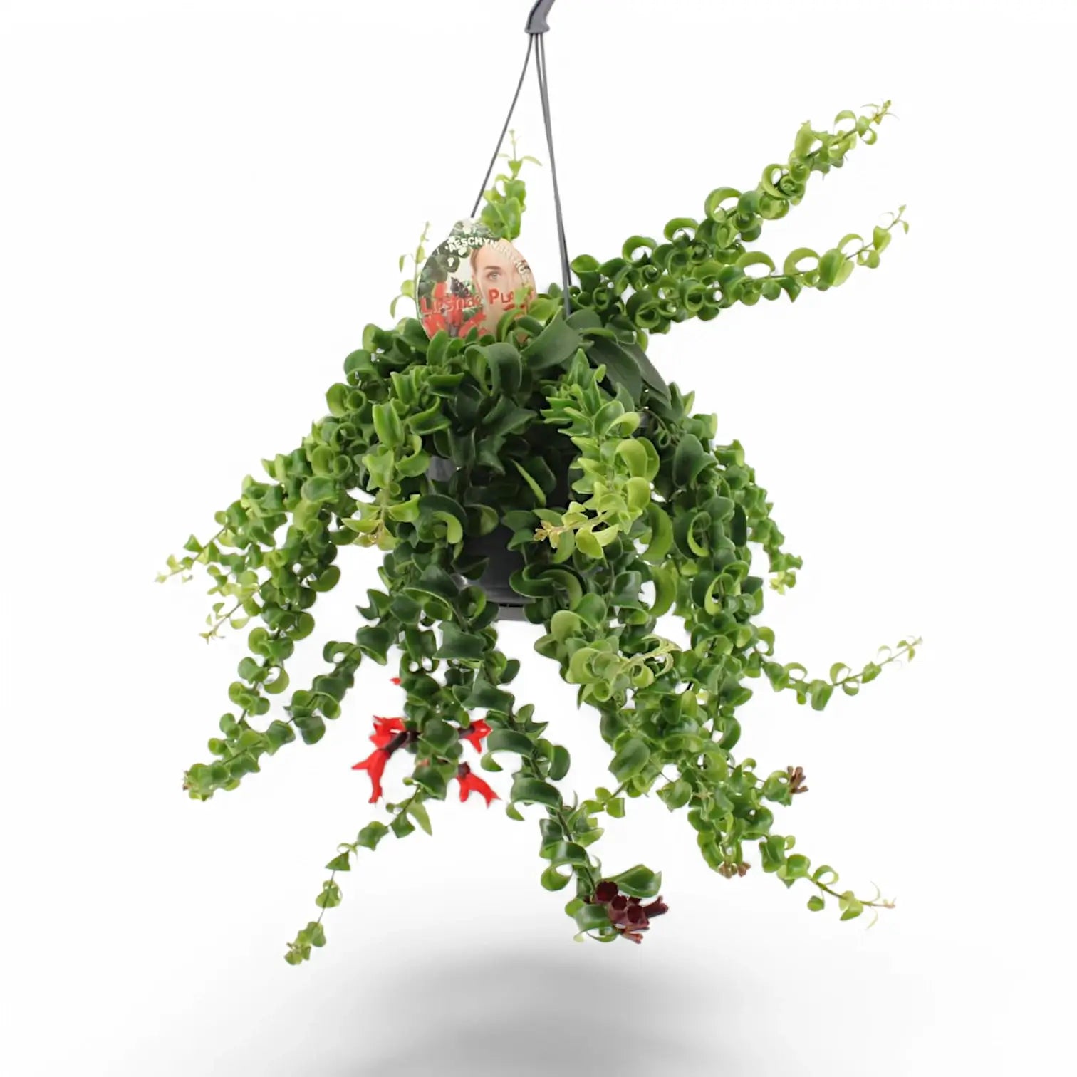 Aeschynanthus 'Rasta' – Zimmerpflanze im Kulturtopf auf weißem Hintergrund, Produktfoto 4.