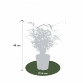 Fargesia 'Rufa' potted houseplant in nursery pot on white background, product photo 7.