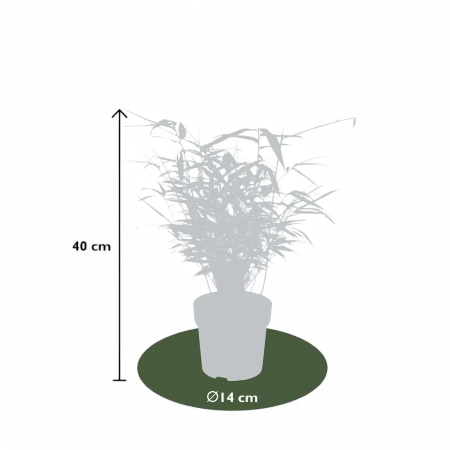 Fargesia 'Rufa' potted houseplant in nursery pot on white background, product photo 7.