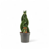 Dracaena angolensis (Sansevieria cylindrica) 'Twister' potted houseplant in nursery pot on white background, product photo 2.