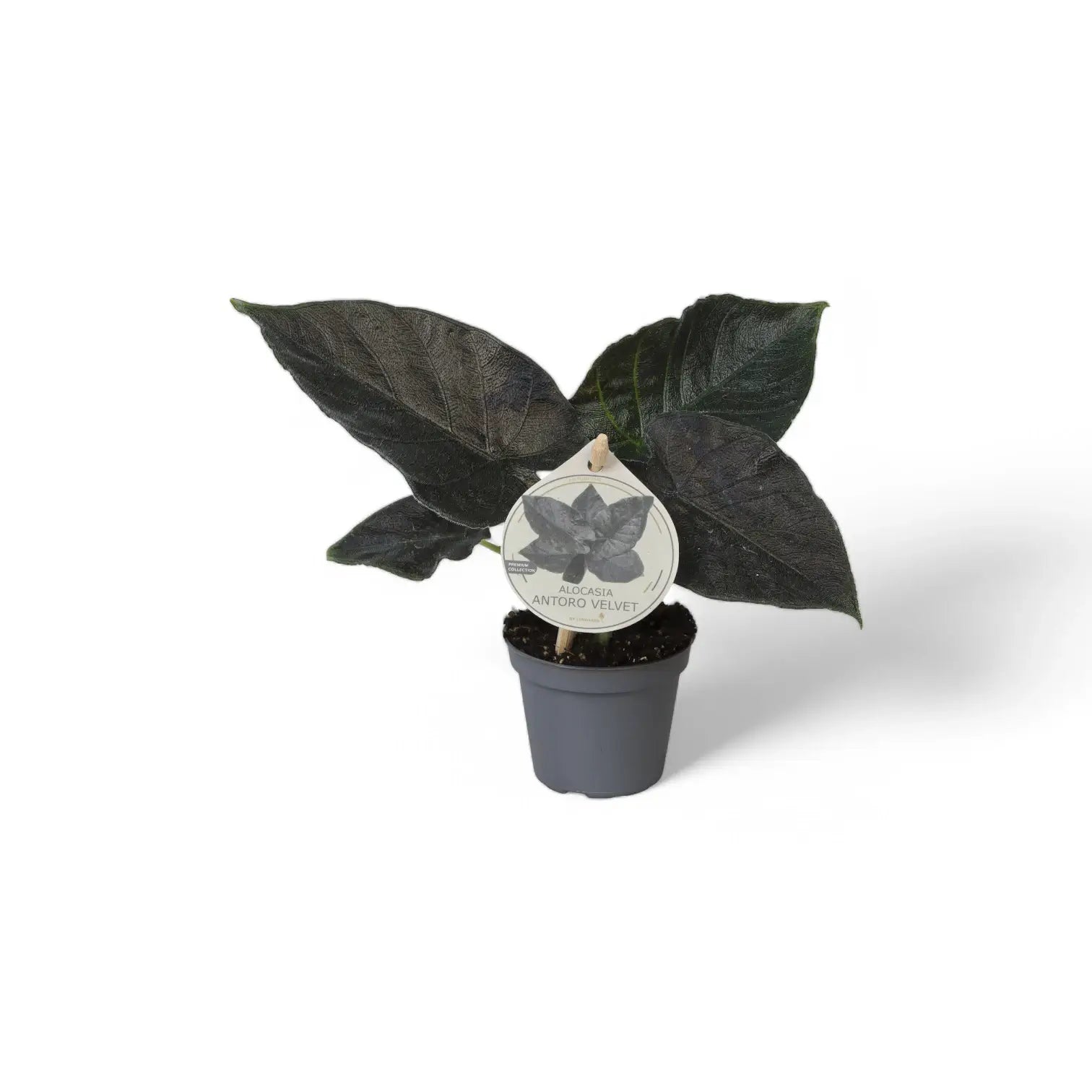 Alocasia 'Antoro velvet' potted houseplant in nursery pot on white background, product photo 5.