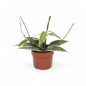 Hoya latifolia 'Albomarginata' – Topfpflanze im Kulturtopf vor weißem Hintergrund, Produktfoto 2.