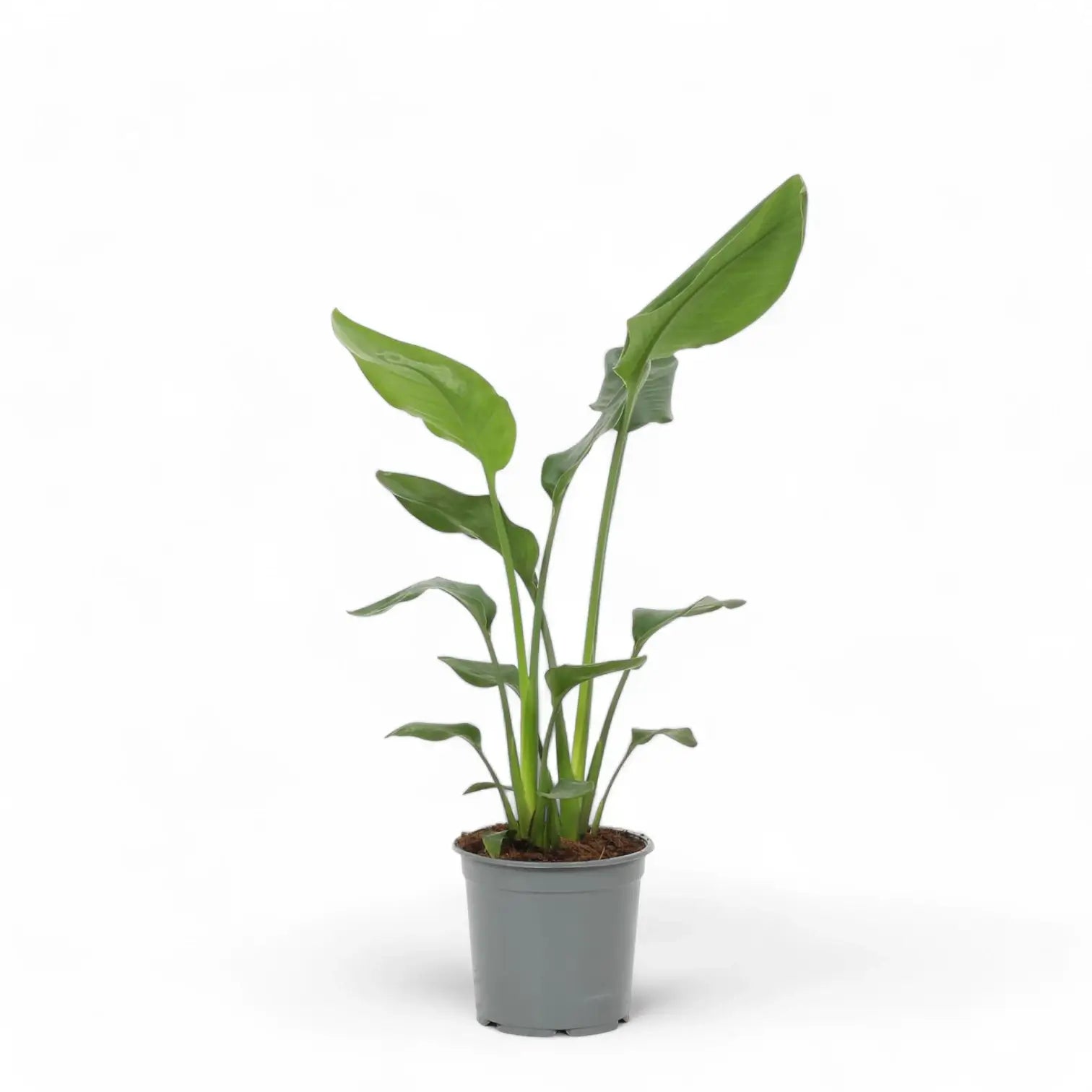 Strelitzia reginae potted houseplant in nursery pot on white background, product photo 6.