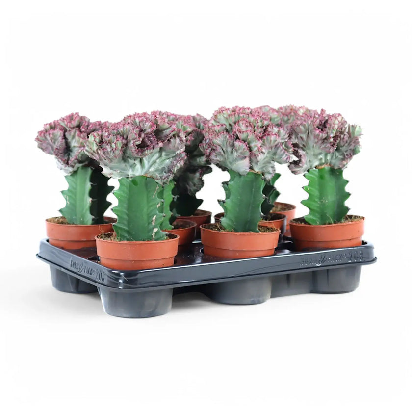 Euphorbia lactea f. crestata potted houseplant in nursery pot on white background, product photo 2.