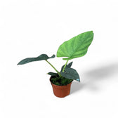 Alocasia scabriuscula potted houseplant in nursery pot on white background, product photo 4.