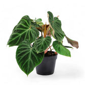 Philodendron verrucosum – Topfpflanze im Kulturtopf vor weißem Hintergrund, Produktfoto 8.