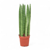 Dracaena angolensis (Sansevieria cylindrica) 'Straight' potted houseplant in nursery pot on white background, product photo 3.
