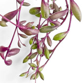 Nahaufnahme eines Blatts von Curio herreianus 'Purple flush' vor weißem Hintergrund.