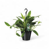 Monstera standleyana variegata – Zimmerpflanze im Kulturtopf auf weißem Hintergrund, Produktfoto 2.