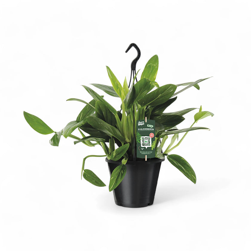 Monstera standleyana variegata potted houseplant in nursery pot on white background, product photo 2.