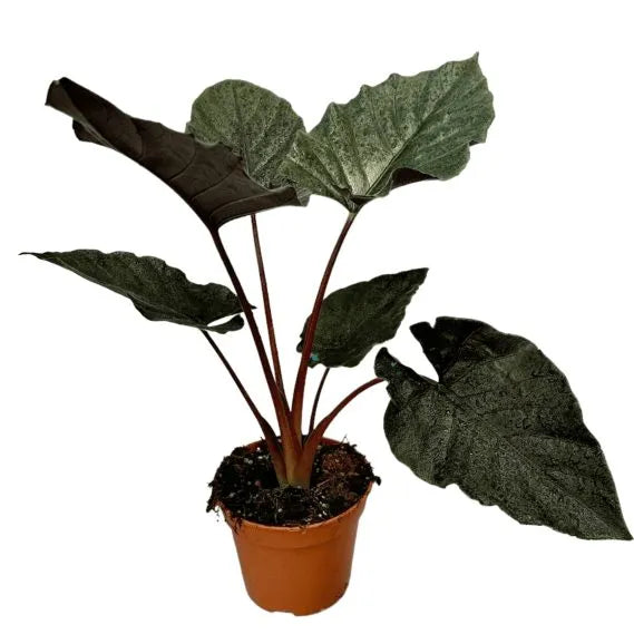 Alocasia 'Antoro velvet' potted houseplant in nursery pot on white background, product photo 9.