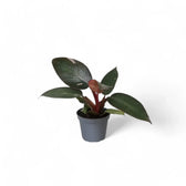 Philodendron 'Pink princess' – Zimmerpflanze im Kulturtopf auf weißem Hintergrund, Produktfoto 8.