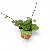 Hoya ‘Mathilde Splash’ potted houseplant in nursery pot on white background, product photo 7.
