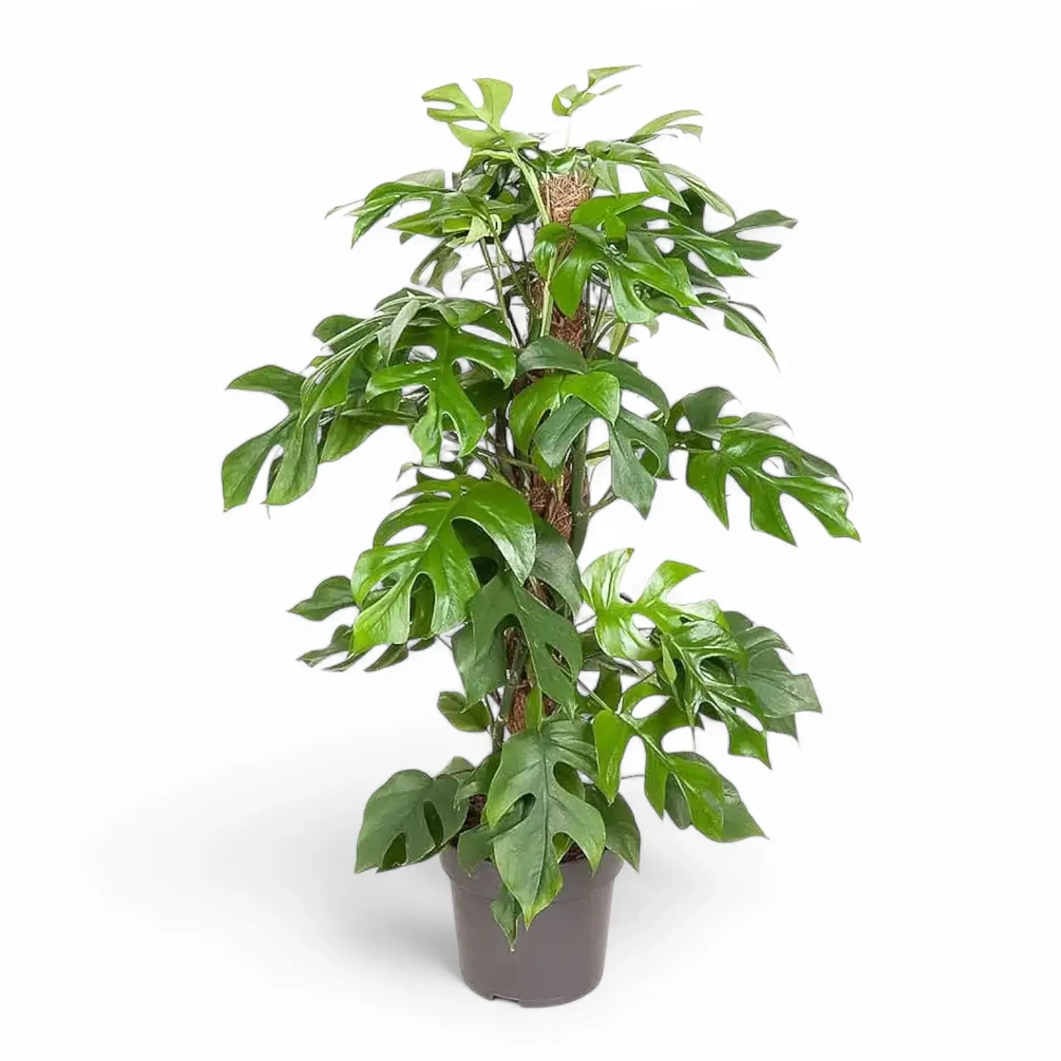 Rhaphidophora tetrasperma potted houseplant in nursery pot on white background, product photo 12.