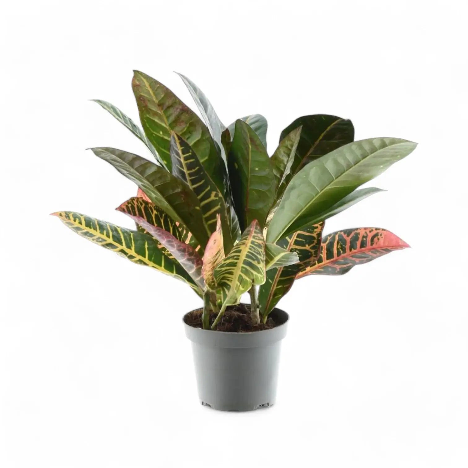 Codiaeum variegatum (Croton) 'Petra' potted houseplant in nursery pot on white background, product photo 6.