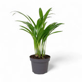 Dypsis lutescens potted houseplant in nursery pot on white background, product photo 9.