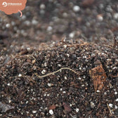 Alocasia-Pflanzsubstrat vor weißem Hintergrund, Produktfoto 4.