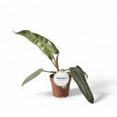 Philodendron atabapoense potted houseplant in nursery pot on white background, product photo 4.