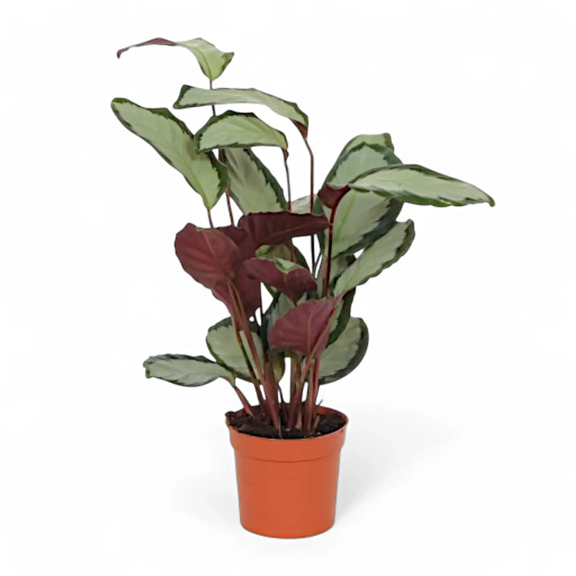 Goeppertia (Calathea) picturata 'Argentea' potted houseplant in nursery pot on white background, product photo 2.