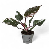 Philodendron 'Anderson's red' – Zimmerpflanze im Kulturtopf auf weißem Hintergrund, Produktfoto 4.