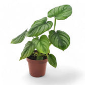 Philodendron mamei potted houseplant in nursery pot on white background, product photo 8.
