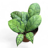 Hoya callistophylla potted houseplant in nursery pot on white background, product photo 11.