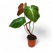Philodendron 'El Choco red' (Philodendron rubrijuvenile) – Zimmerpflanze im Kulturtopf auf weißem Hintergrund, Produktfoto 12.