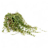 Peperomia prostrata – Zimmerpflanze im Kulturtopf auf weißem Hintergrund, Produktfoto 8.