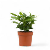 Coffea arabica – Topfpflanze im Kulturtopf vor weißem Hintergrund, Produktfoto 6.