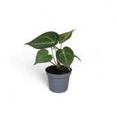 Anthurium clarinervium – Topfpflanze im Kulturtopf vor weißem Hintergrund, Produktfoto 6.