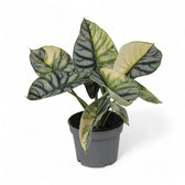 Alocasia baginda 'Silver dragon' variegata aurea potted houseplant in nursery pot on white background, product photo 2.