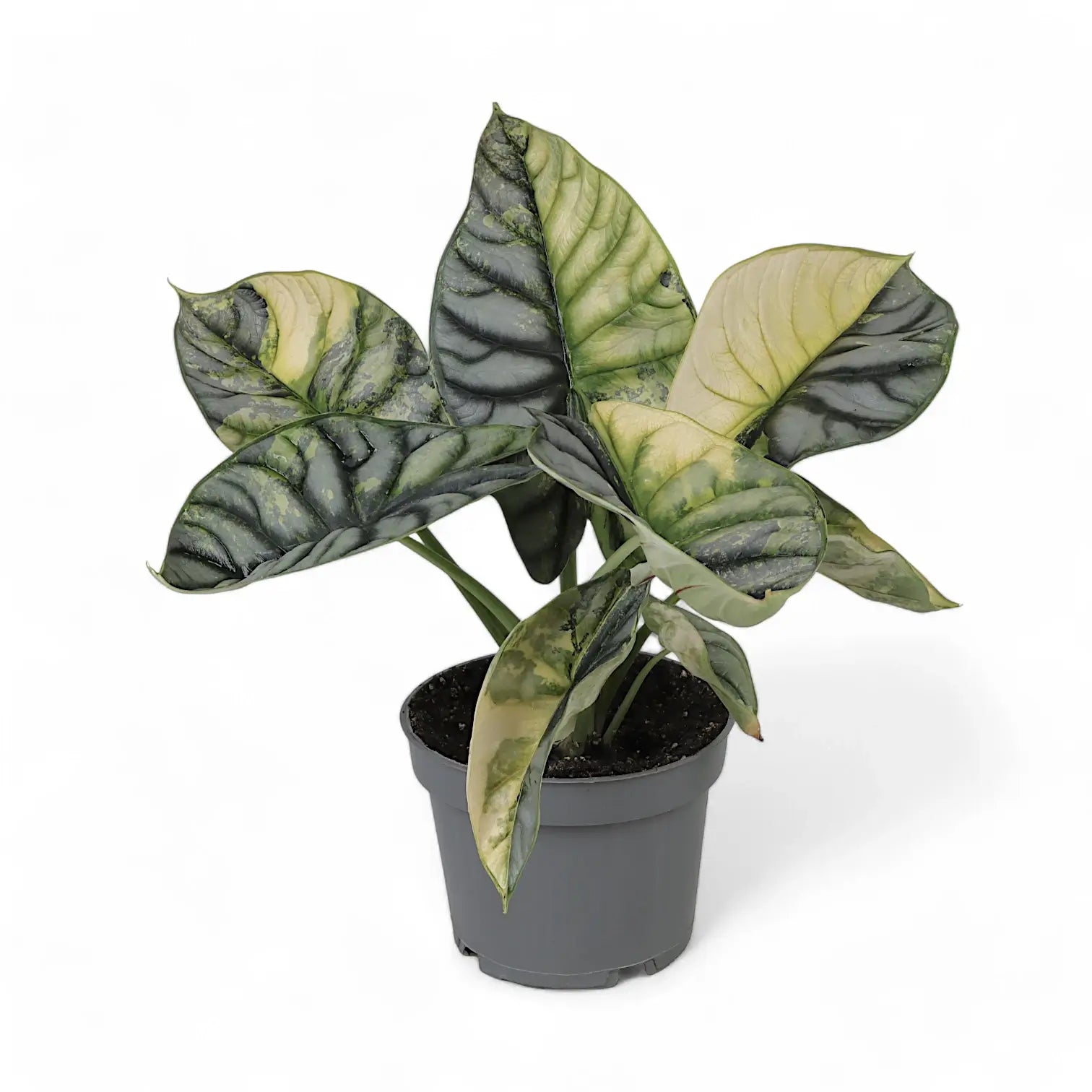 Alocasia baginda 'Silver dragon' variegata aurea potted houseplant in nursery pot on white background, product photo 2.