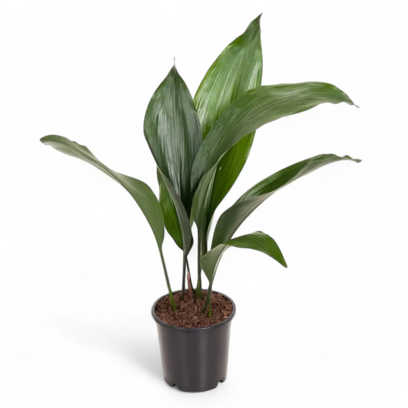 Aspidistra elatior potted houseplant in nursery pot on white background, product photo 2.