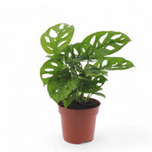 Monstera adansonii 'Monkey leaf' potted houseplant in nursery pot on white background, product photo 9.