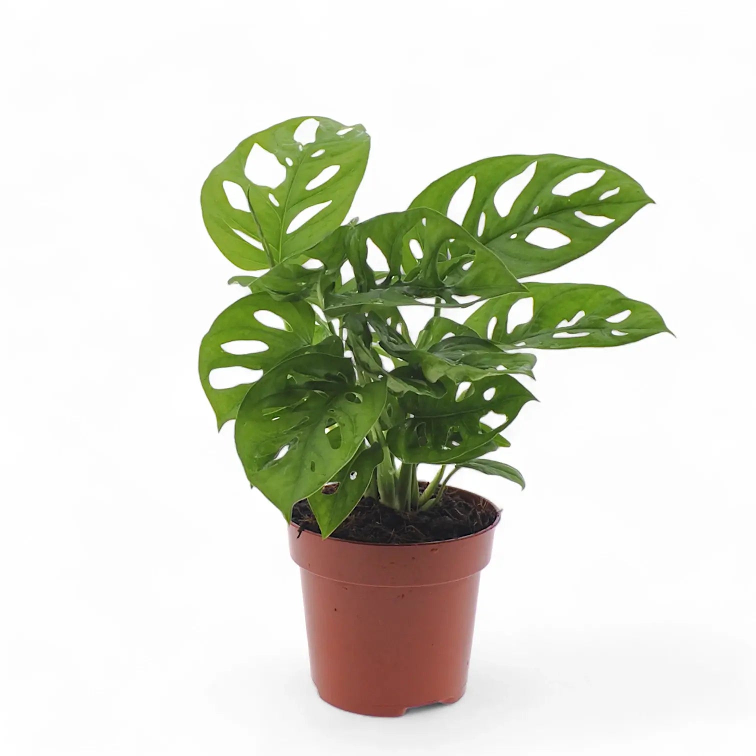 Monstera adansonii 'Monkey leaf' potted houseplant in nursery pot on white background, product photo 9.