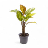 Codiaeum variegatum (Croton) 'Petra' potted houseplant in nursery pot on white background, product photo 5.