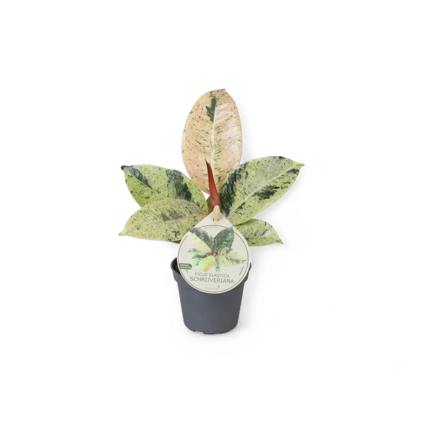 Ficus elastica 'Shivereana Moonshine' potted houseplant in nursery pot on white background, product photo 2.