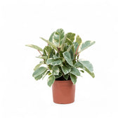 Ficus elastica 'Tineke' – Topfpflanze im Kulturtopf vor weißem Hintergrund, Produktfoto 13.