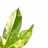 Dieffenbachia seguine 'Big Ben' leaf close-up on white background.