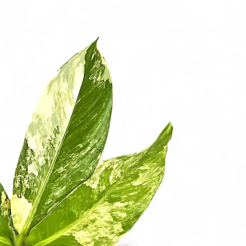 Dieffenbachia seguine 'Big Ben' leaf close-up on white background.
